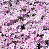 Creeping Phlox Starter Plant, White Pink Flowers, 2-3 Inch Ground Cover