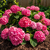 2 Live Pink Hydrangea Shrubs, Large Blooms For Garden Planting, 4 Inch Pot