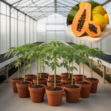 Live Papaya Tree In 4 Inch Pot, 5-10 Inch Tropical Fruit Starter Plant