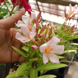 2 Live Salmon Oleander Plants, 5-7 Inch Flower Bushes For Landscaping Use