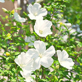 Live White Rose Of Sharon Shrub Plant, Upright Flowering, 6-10 Inches Tall