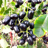 Live Jamun Fruit Tree Plant, Black Jambu, 1 Gallon Pot, 14-18 Inches Tall