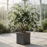 2 Live Wallichii Smithianum Clerodendrum Vine Plants, 5-10 Inches Tall