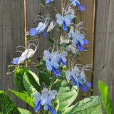 2 Live Blue Butterfly Clerodendrum Plants, Tropical Growth, 4-8 Inches