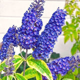 Live Butterfly Bush Shrub, Random Variety, 5-9 Inches Tall, Summer Blooms