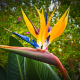2 Yellow Bird Of Paradise Live Plants, 5-9 Inch Strelitzia Reginae, No Pot