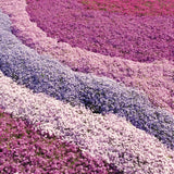 3 Live Creeping Phlox Plants, Mixed Flowers, 4-7 Inch Landscaping Starts