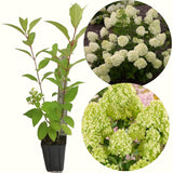 Live Hydrangea Garden Shrub, Yellow-Green Large Blooms, 5-10 Inches Tall