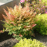 Live Nandina Ornamental Shrub In Pot, 6-9 Inch Hardy Garden Bush Plant