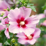 Live Pink Rose Of Sharon Shrub, 6-13 Inch Tall Potted Althea Flower Plant