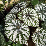 Colorful Begonia Live Plant, 4-6 Inch Starter Houseplant For Indoor Decor