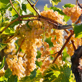 2 Live White Grape Vine Plants, 4-8 Inches Tall, Trellis Garden Starters