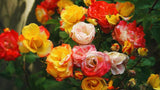 Live Climbing Rose Plant, Flowering Vine For Trellises, Fences And Arches