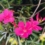 3 Live Pink Oleander Plants, 4-6 Inch Tall Flowering Shrubs For Zones 8-10