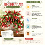 2 Live Red Shrimp Plants, Layered Flower Bracts, 4-7 Inches Tall For Pots