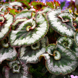 2 Live Angel Wing Maculata Begonia Plants, Silver Green, 5-9 Inches Tall