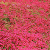 Red Creeping Phlox Starter Plant, 2-3 Inch Live Ground Cover Perennial