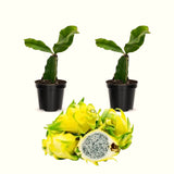 2 Yellow Dragon Fruit Live Cactus Plants, 6 Inches Tall, For Garden Use