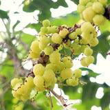 Live Star Gooseberry Plant, 2-3 Ft Tall Tropical Fruit Tree For Planting