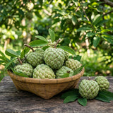 Live Sugar Apple Tree In 4 Inch Pot, Tropical Fruit Garden Starter Plant