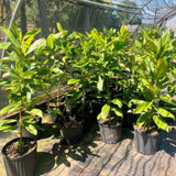 Live Star Magnolia Tree In Gallon Pot, Fragrant Flowers, 12-18 Inches Tall