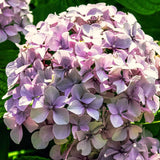 Live Blue Hydrangea Shrub, 5-10 Inch Dormant Plant For Outdoor Gardens