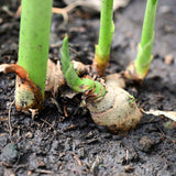 2 Live Ginger Plants, Well-Rooted Edible Herbs, 4-7 Inches Tall For Pots