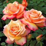 Live Sunset Heirloom Rose Plant, 7-10 Inches Tall, Lavender-Blue Flowers
