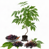 2 Live Black Elderberry Bushes, 6-12 Inch Tall Perennial American Plants