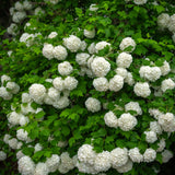 Live Old White Snowball Viburnum Blooming Shrub Plant, 8-12 Inches Tall