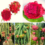 Outdoor Tropical Fruit Tree, Live Red Dragon Fruit Plant In 4 Inch Pot