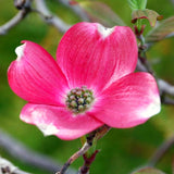 2 Live Pink Dogwood Trees, 6-12 Inches Tall, Ornamental, 2.5-Inch Pots