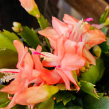 2 Live Salmon Christmas Cactus Plants, 4-8 Inch Holiday Houseplants Decor