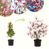 2 Live Saucer Magnolia Flowering Trees, 6-12 Inches Tall, 2.5-Inch Pots