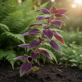 2 Live Okinawa Spinach Plants, 4-8 Inch Vegetable Plants For Garden Spaces