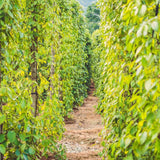 2 Live Piper Nigrum Pepper Plants, 4-6 Inch, Ready For Garden Planting