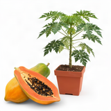 Live Papaya Tree In 4-Inch Pot, Sweet Edible Fruit For Patio Or Garden