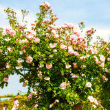 Live Pink Climbing Rose Plant, 5-9 Inch Starter For Landscape Garden Areas