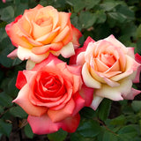 Live Sunset Heirloom Rose Plant, 7-10 Inches Tall, Lavender-Blue Flowers