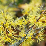 Live Yellow Witch Hazel Patio Shrub, Flowering Garden Tree In Quart Pot