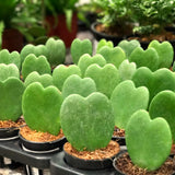 Hoya Kerrii Indoor Vine, Live 4-6 Inch Plant For Shelves And Home Decor