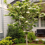 White Kousa Dogwood Live Tree, 12-18 Inches Tall, Quart Pot, Landscape
