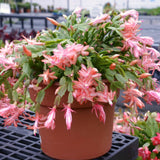 2 Live Salmon Christmas Cactus Plants, 3-6 Inch Indoor Outdoor Houseplants