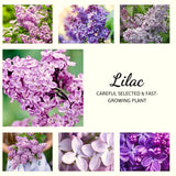 Purple Lilac Live Plant, Quart Pot, 6-12 Inch Tall Outdoor Perennial Shrub