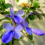 2 Blue Butterfly Clerodendrum Live Plants, Bell Flower Vine, Shade Garden