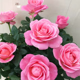 Live Pink Rose Bush, 5-8 Inch Heirloom Shrub For Containers And Borders