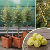 Live Star Gooseberry Plant, 1-1.5 Feet Tall, One Gallon Outdoor Growing Pot