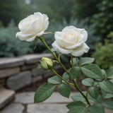 Live White Rose Starter Plant, 5-10 Inch Heirloom Flowering Bush, No Pot