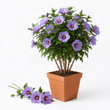 Live Purple Rose Of Sharon Shrub, 6-14 Inch Potted Landscape Flower Bush