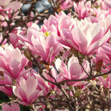 Live Jane Magnolia Tree, 6-12 Inch Outdoor Plant For Garden Landscapes
